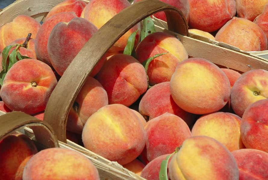 NECTARINES