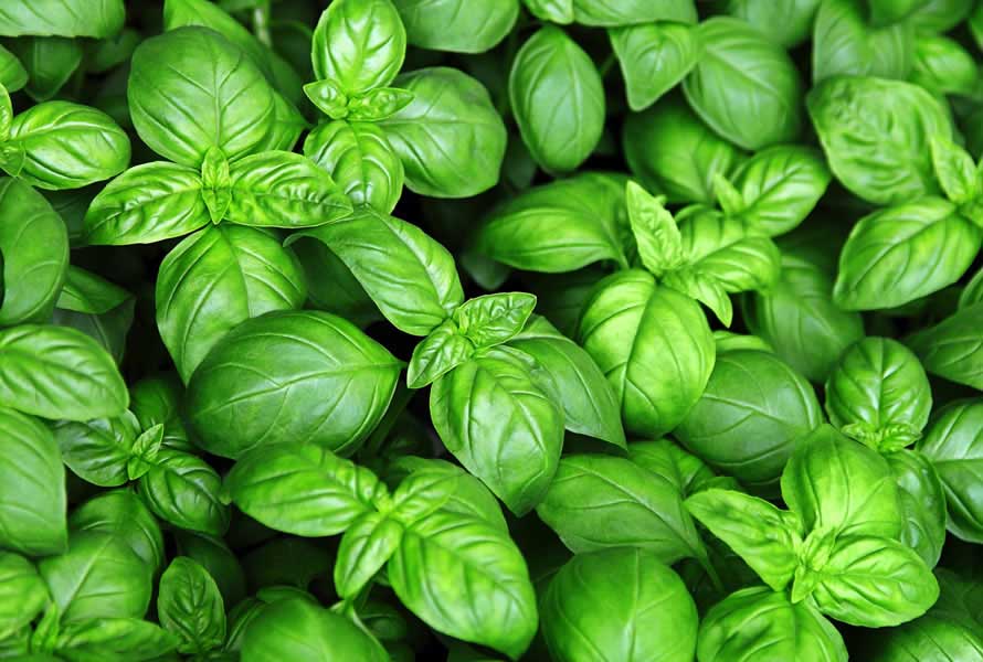 ALBAHACA
