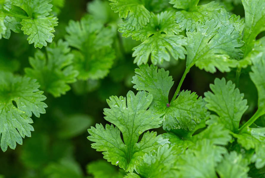 CILANTRO