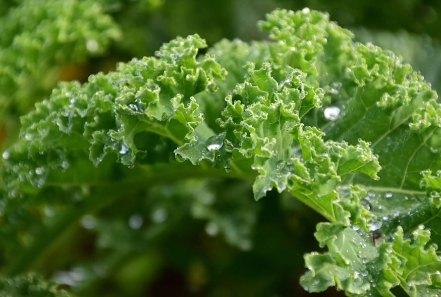 KALE