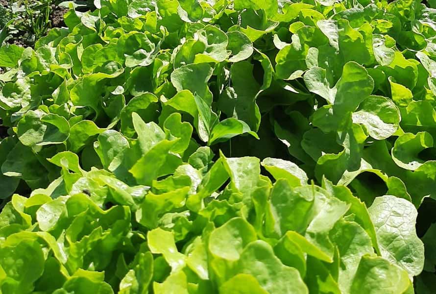 LECHUGA ESPAÑOLA
