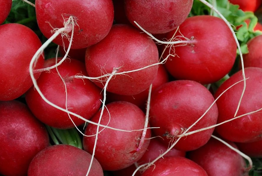 RABANITOS